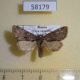 58179p Noctuidae Lasionycta hospita Tyva rep. $5