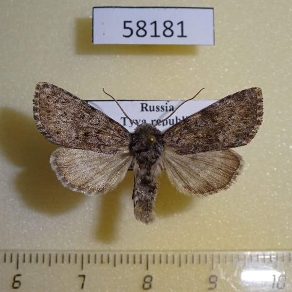 Noctuidae Lasionycta hospita Tyva rep.