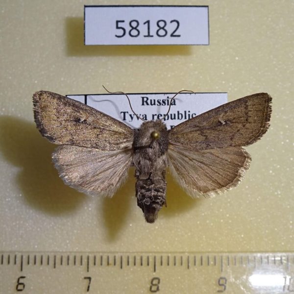 Noctuidae Mythimna opaca f Tyva rep.