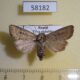 58182p Noctuidae Mythimna opaca f Tyva rep. $7