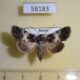 58183p Noctuidae Hadena compta Tyva rep. $6