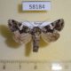 58184p Noctuidae Hadena variolata Tyva rep. $6