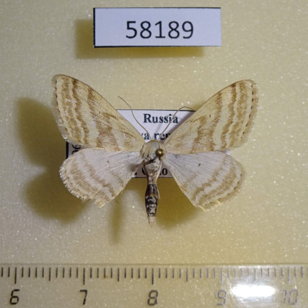 Geometridae Scopula albiceraria Tyva rep.
