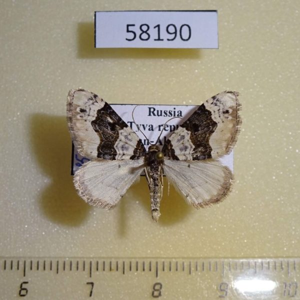 Geometridae Cosmorhoe ocellata Tyva rep.