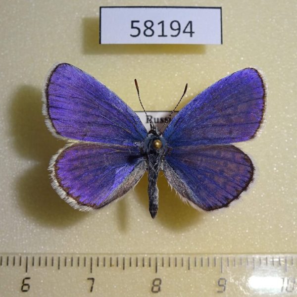 Lycaenidae Plebeius argyrognomon Krasnoyarsk reg.