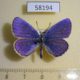 58194p Lycaenidae Plebeius argyrognomon Krasnoyarsk reg. $4
