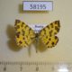 58195p Geometridae Pseudopanthera macularia Krasnoyarsk reg. $6