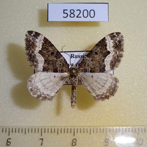 Geometridae Euphyia unangulata Tyva rep.