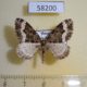 58200p Geometridae Euphyia unangulata Tyva rep. $4