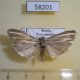 58201p Pyralidae Eucarphia vinetella Tyva rep. $5