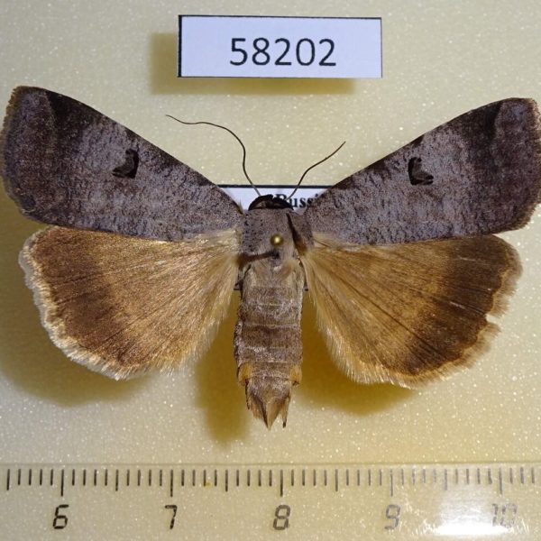 Noctuidae Lygephila lubrica Tyva rep.