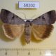 58202p Noctuidae Lygephila lubrica Tyva rep. $8