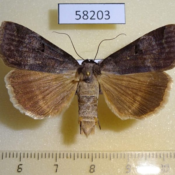 Noctuidae Lygephila lubrica Tyva rep.