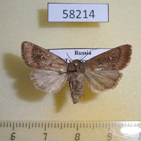 Noctuidae Mythimna opaca f Khakassia rep.