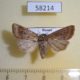 58214p Noctuidae Mythimna opaca f Khakassia rep. $5