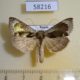 58216p Noctuidae Diachrysia zosimi Tyva rep. $7