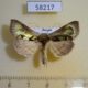 58217p Noctuidae Diachrysia zosimi Tyva rep. $7