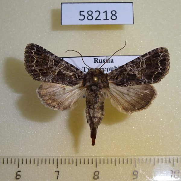 Noctuidae Sideridis rivularis f Tyva rep.