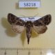 58218p Noctuidae Sideridis rivularis f Tyva rep. $6