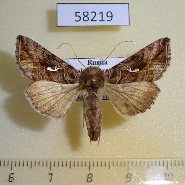 Noctuidae Autographa mandarina Khakassia rep.