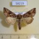 58219p Noctuidae Autographa mandarina Khakassia rep. $5