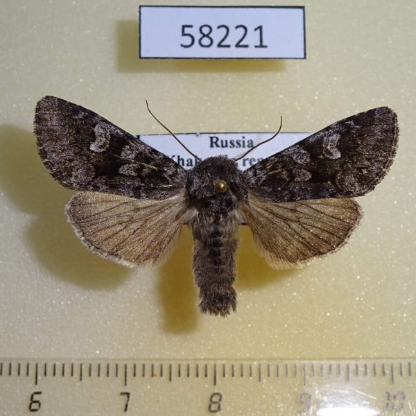 Noctuidae Papestra biren Khakassia rep.