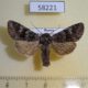 58221p Noctuidae Papestra biren Khakassia rep. $5