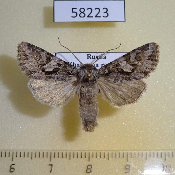 Noctuidae Hada nana Khakassia rep.