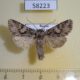 58223p Noctuidae Hada nana Khakassia rep. $5