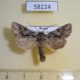 58224p Noctuidae Hada nana Khakassia rep. $4