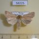 58225p Noctuidae Mythimna impura Khakassia rep. $5