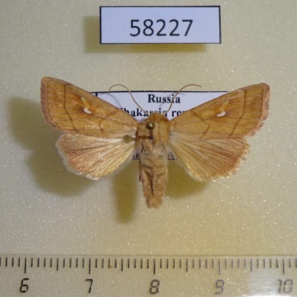 Noctuidae Mythimna conigera f Khakassia rep.