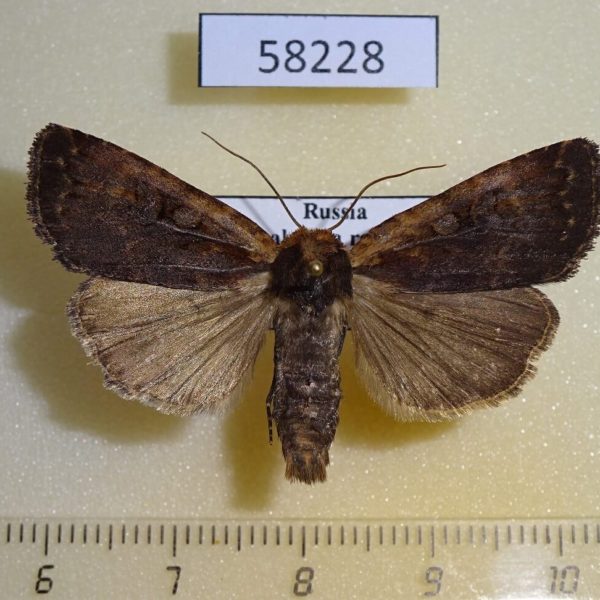 Noctuidae Eugraphe sigma Khakassia rep.