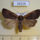 58228p Noctuidae Eugraphe sigma Khakassia rep. $6