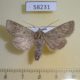 58231p Noctuidae Ctenoceratoda peregovitsi f Tyva rep. $12
