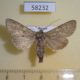 58232p Noctuidae Ctenoceratoda peregovitsi f Tyva rep. $10