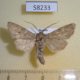 58233p Noctuidae Ctenoceratoda peregovitsi Tyva rep. $10