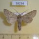 58234p Noctuidae Ctenoceratoda peregovitsi Tyva rep. $10
