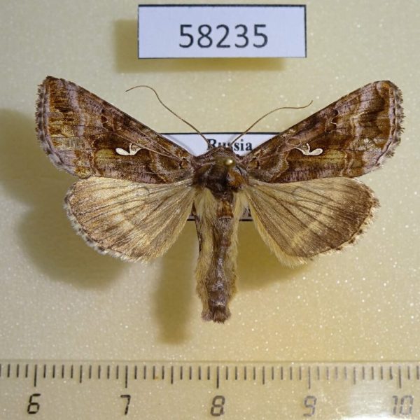 Noctuidae Autographa mandarina Tyva rep.