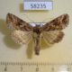 58235p Noctuidae Autographa mandarina Tyva rep. $5