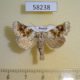 58238p Noctuidae Hadena aberrans Tyva rep. $7