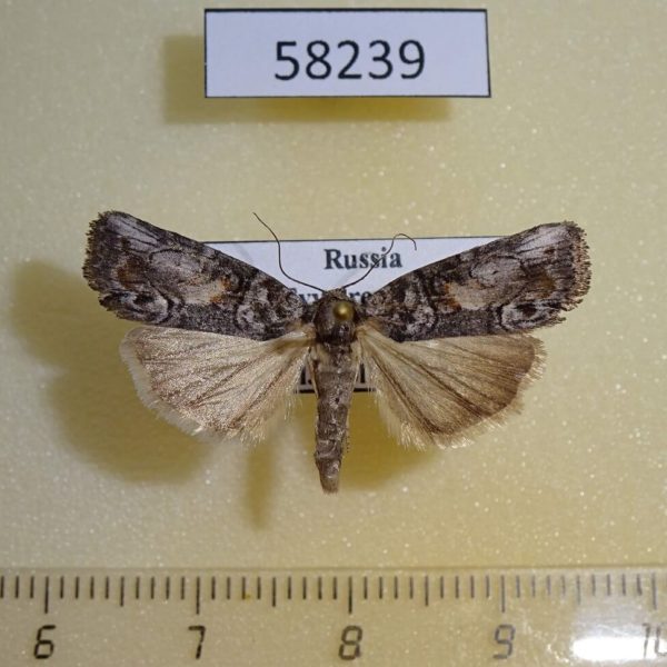 Noctuidae Bryophila orthogramma Tyva rep.