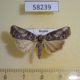 58239p Noctuidae Bryophila orthogramma Tyva rep. $8