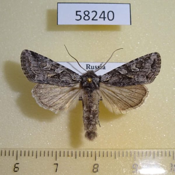 Noctuidae Lasionycta proxima Tyva rep.