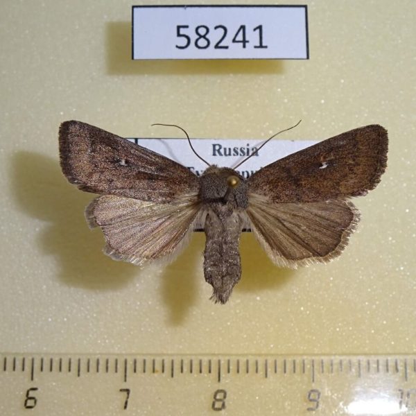 Noctuidae Mythimna opaca f Tyva rep.