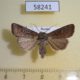 58241p Noctuidae Mythimna opaca f Tyva rep. $5