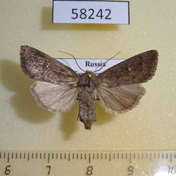 Noctuidae Mythimna opaca f Tyva rep.