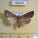58242p Noctuidae Mythimna opaca f Tyva rep. $6