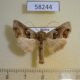 58244p Noctuidae Euchalcia consona Tyva rep. $9