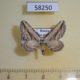 58250p Geometridae Horisme aquata Tyva rep. $4